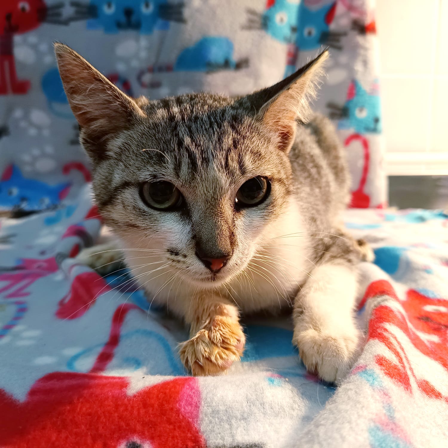 Adeyca Fuerteventura gato busca hogar