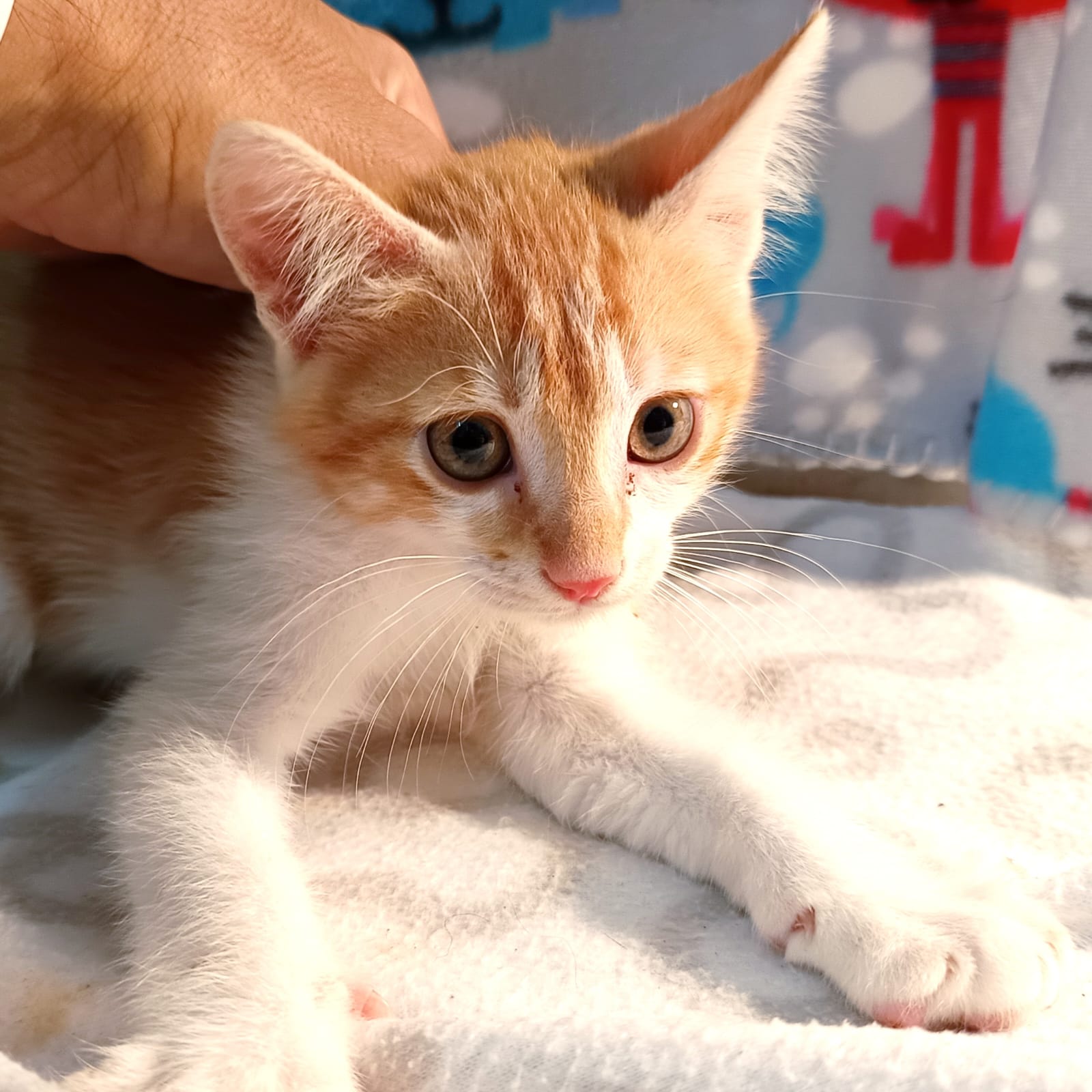 Adeyca Fuerteventura gato busca hogar