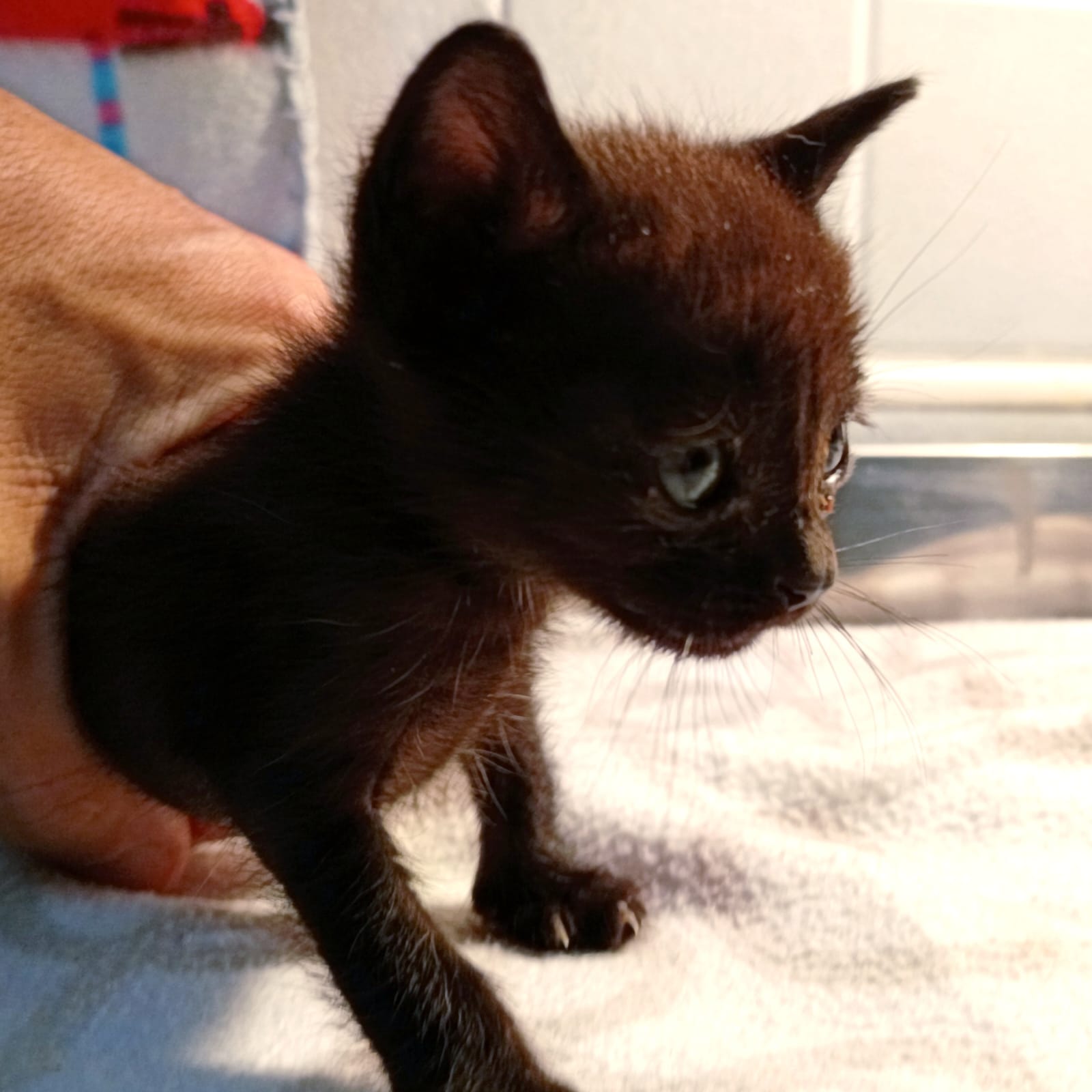 Adeyca Fuerteventura gato busca hogar